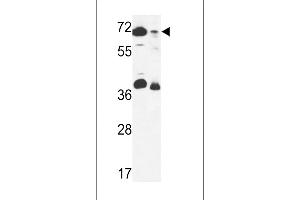ERF3B Antibody (Center) (ABIN653616 and ABIN2842974) western blot analysis in 293 cell line and mouse stomach tissue lysates (35 μg/lane).