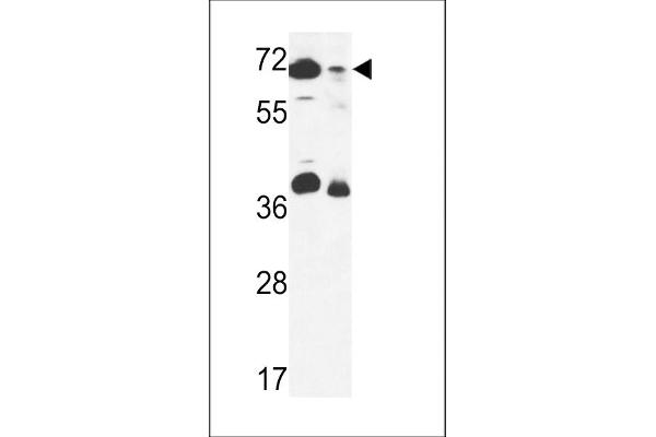 GSPT2 antibody  (AA 216-245)
