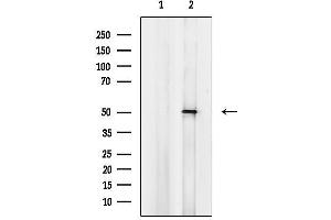 anti-Cytochrome P450, Family 4, Subfamily B, Polypeptide 1 (CYP4B1) (Internal Region) antibody