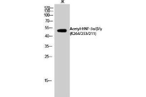 Western Blot (WB) analysis of JK cells using Acetyl-HNF-3alpha/beta/gamma (K264/253/211) Polyclonal Antibody. (HNF-3alpha/beta/gamma antibody  (acLys211, acLys253, acLys264))