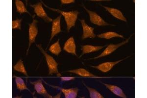 Immunofluorescence analysis of L929 cells using ACBD3 Polyclonal Antibody at dilution of 1:100. (ACBD3 antibody)