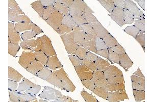 ABIN7094054 and ABIN7098098 at 1/100 staining rat muscle tissue by IHC-P.