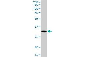 C21orf59 MaxPab polyclonal antibody. (C21orf59 antibody  (AA 1-290))