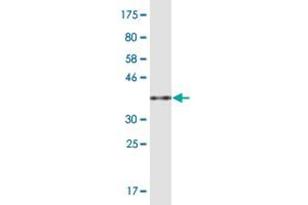 PCF11 antibody  (AA 1465-1555)