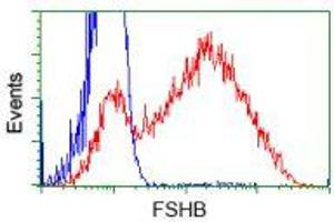 HEK293T cells transfected with either RC214616 overexpress plasmid (Red) or empty vector control plasmid (Blue) were immunostained by anti-FSHB antibody (ABIN2453053), and then analyzed by flow cytometry. (FSHB antibody)