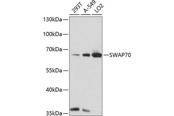 SWAP70 antibody  (AA 316-585)