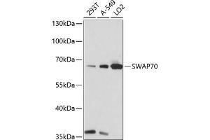 Western blot analysis of extracts of various cell lines, using SW antibody (ABIN7270654) at 1:1000 dilution. (SWAP70 antibody  (AA 316-585))