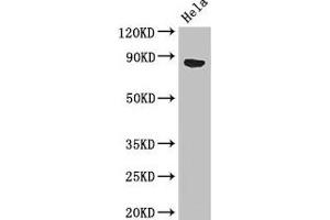 Western Blot Positive WB detected in: Hela whole cell lysate All lanes: APEH antibody at 3 μg/mL Secondary Goat polyclonal to rabbit IgG at 1/50000 dilution Predicted band size: 82 kDa Observed band size: 82 kDa (APEH antibody  (AA 201-500))