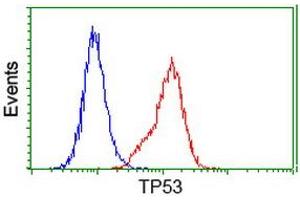 Image no. 4 for anti-Tumor Protein P53 (TP53) antibody (ABIN1499970) (p53 antibody)