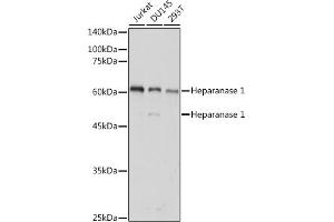 Western blot analysis of extracts of various cell lines, using Heparanase 1 antibody (ABIN6128033, ABIN6141977, ABIN6141978 and ABIN6221391) at 1:1000 dilution. (HPSE antibody  (AA 36-275))