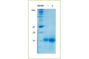 SDS-PAGE analysis of human recombinant Activin AB. (Activin AB Protein (ACVAB))