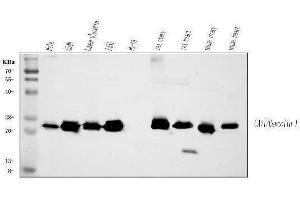Western blot analysis of Caveolin-1/CAV1 using anti-Caveolin-1/CAV1 antibody (ABIN3043803).