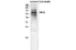 Western Blotting (WB) image for anti-Guanine Nucleotide Binding Protein-Like 3 (Nucleolar)-Like (GNL3L) (Internal Region) antibody (ABIN3184819) (GNL3L antibody  (Internal Region))