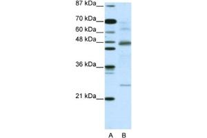 Western Blotting (WB) image for anti-NF-kappa-B inhibitor beta (NFKBIB) antibody (ABIN2460970) (NFKBIB antibody)
