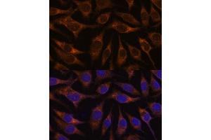 Immunofluorescence (IF) image for anti-Anterior Gradient Homolog 2 (Xenopus Laevis) (AGR2) (AA 21-175) antibody (ABIN6136646)