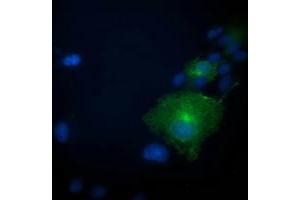 Anti-PRKAR1B mouse monoclonal antibody (ABIN2454494) immunofluorescent staining of COS7 cells transiently transfected by pCMV6-ENTRY PRKAR1B (RC207809).