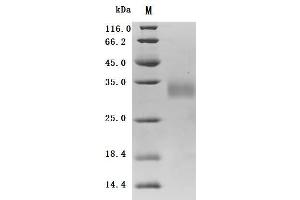 (Tris-Glycine gel) Discontinuous SDS-PAGE (reduced) with 5 % enrichment gel and 15 % separation gel.