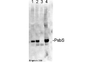 Image no. 1 for anti-PsbS antibody (ABIN488537) (PsbS antibody)