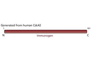 Image no. 1 for anti-Cell Division Cycle 42 (GTP Binding Protein, 25kDa) (CDC42) (AA 1-191) antibody (ABIN968256) (CDC42 antibody  (AA 1-191))