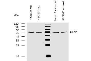 Western blotting analysis of human GFAP using mouse monoclonal antibody GF-02 on lysates of Neuro 2a and HEK 293T cells under reducing and non-reducing conditions. (GFAP antibody)
