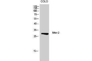 Western Blotting (WB) image for anti-Msh Momeobox 2 (Msx2) (Internal Region) antibody (ABIN3180740) (Msx2/Hox8 antibody  (Internal Region))
