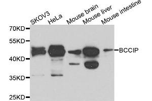 Western blot analysis of extracts of various cells, using BCCIP antibody. (BCCIP antibody)