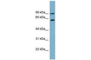 Image no. 1 for anti-Solute Carrier Family 3 Member 1 (SLC3A1) (AA 179-228) antibody (ABIN6743199)