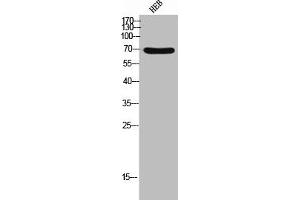 Western Blot analysis of HEB cells using CD98 Polyclonal Antibody (SLC3A2 antibody  (C-Term))