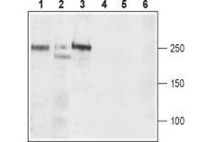 Western blot analysis of rat brain (lanes 1 and 4), mouse brain (lanes 2 and 5), and rat C6  brain Glioma (lanes 3 and 6) lysates: - 1-3.