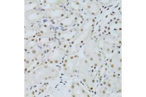 Immunohistochemistry of paraffin-embedded mouse kidney using ALYREF antibody. (THO Complex 4 antibody)