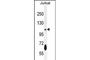 PDE3B Antibody (Center) (ABIN655957 and ABIN2845343) western blot analysis in Jurkat cell line lysates (35 μg/lane). (PDE3B antibody  (AA 400-427))