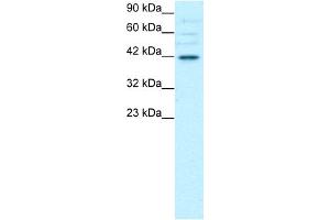 WB Suggested Anti-POU3F4 Antibody Titration:  0. (POU3F4 antibody  (C-Term))
