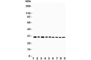 Western blot testing of OX40 antibody and Lane 1:  U87;  2: HeLa;  3: HT1080;  4: Jurkat;  5: COLO320;  6: MCF-7;  7: SHC;  8: COLO320;  9: SGC cell lysate. (TNFRSF4 antibody  (N-Term))