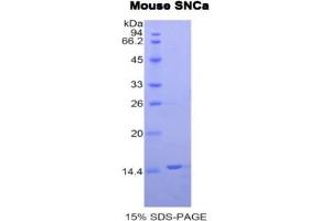 SDS-PAGE analysis of Mouse Synuclein alpha Protein.