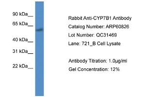 Western Blotting (WB) image for anti-Cytochrome P450, Family 7, Subfamily B, Polypeptide 1 (CYP7B1) (C-Term) antibody (ABIN786289) (CYP7B1 antibody  (C-Term))