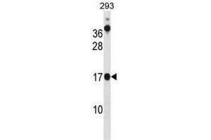 CHCHD10 Antibody (N-term) western blot analysis in 293 cell line lysates (35µg/lane). (CHCHD10 antibody  (N-Term))
