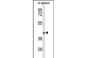 Western blot analysis of PEX12 Antibody (Center) (ABIN653557 and ABIN2842936) in mouse spleen tissue lysates (35 μg/lane). (PEX12 antibody  (AA 131-158))