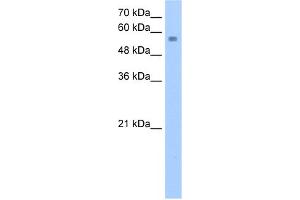 WB Suggested Anti-NUDT12 Antibody Titration:  2. (NUDT12 antibody  (C-Term))