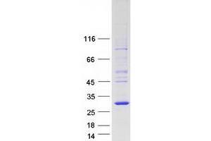 Validation with Western Blot (MOBKL2C Protein (Transcript Variant 2) (Myc-DYKDDDDK Tag))