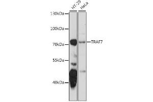 Western blot analysis of extracts of various cell lines, using TR antibody  at 1:1000 dilution. (TRAF7 antibody  (AA 260-400))