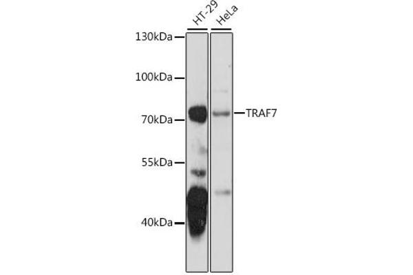 TRAF7 Antikörper  (AA 260-400)
