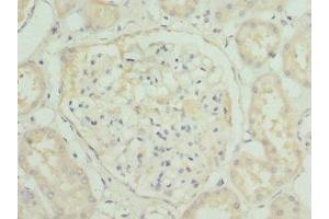 Immunohistochemistry of paraffin-embedded human kidney tissue using ABIN7155891 at dilution of 1:100 (HGD antibody  (AA 226-445))