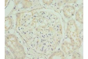 Immunohistochemistry of paraffin-embedded human kidney tissue using ABIN7155891 at dilution of 1:100 (HGD antibody  (AA 226-445))