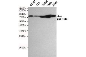 Western blot detection of p90RSK in COS7,3T3,Jurkat,Hela and A549 cell lysates using p90RSK mouse mAb(dilution 1:1000). (RPS6KA3 antibody)