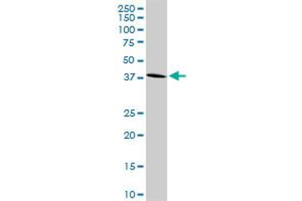 GPR175 antibody  (AA 1-373)