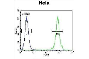 TRADD Antibody (Center) flow cytometric analysis of Hela cells (right histogram) compared to a negative control cell (left histogram). (TRADD antibody  (Middle Region))