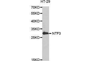 Western blot analysis of extracts of HT-29 cell line, using NTF3 antibody. (Neurotrophin 3 antibody)