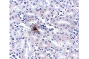 Immunohistochemistry of ZIP11 in mouse kidney tissue AP31005PU-N at 2. (SLC39A11 antibody  (Center))