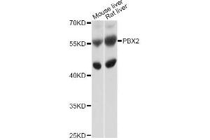 Western blot analysis of extracts of various cell lines, using PBX2 antibody (ABIN4904689) at 1:1000 dilution. (PBX2 antibody)