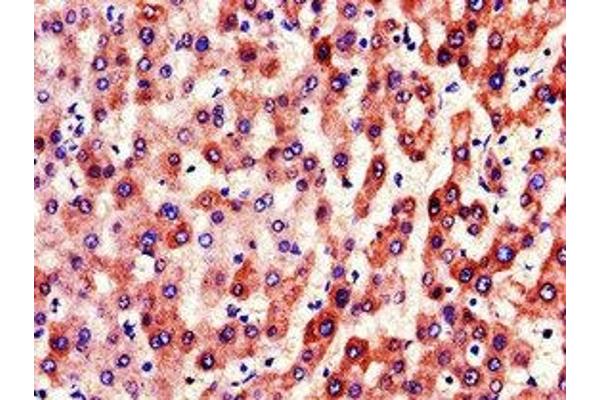 Coagulation Factor IX antibody  (AA 144-239)